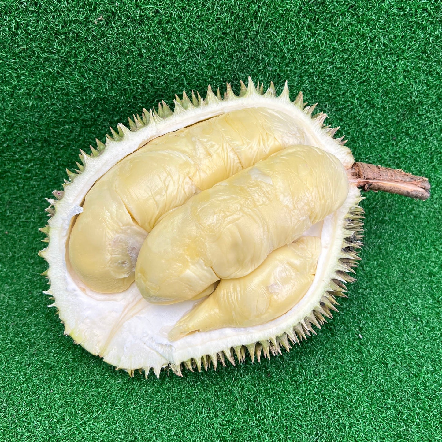 SYR D24 Durian