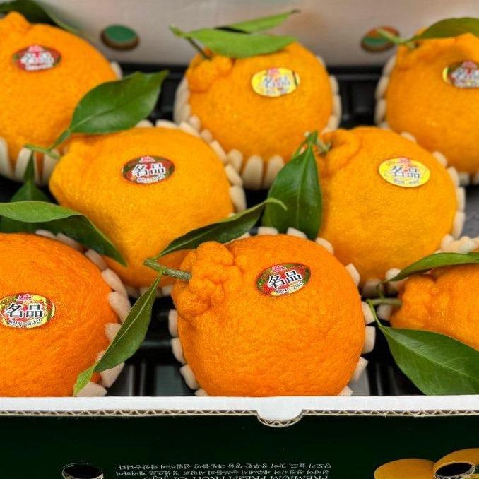JEJU HALLABONG KOREA Mandarin Orange (8pcs)