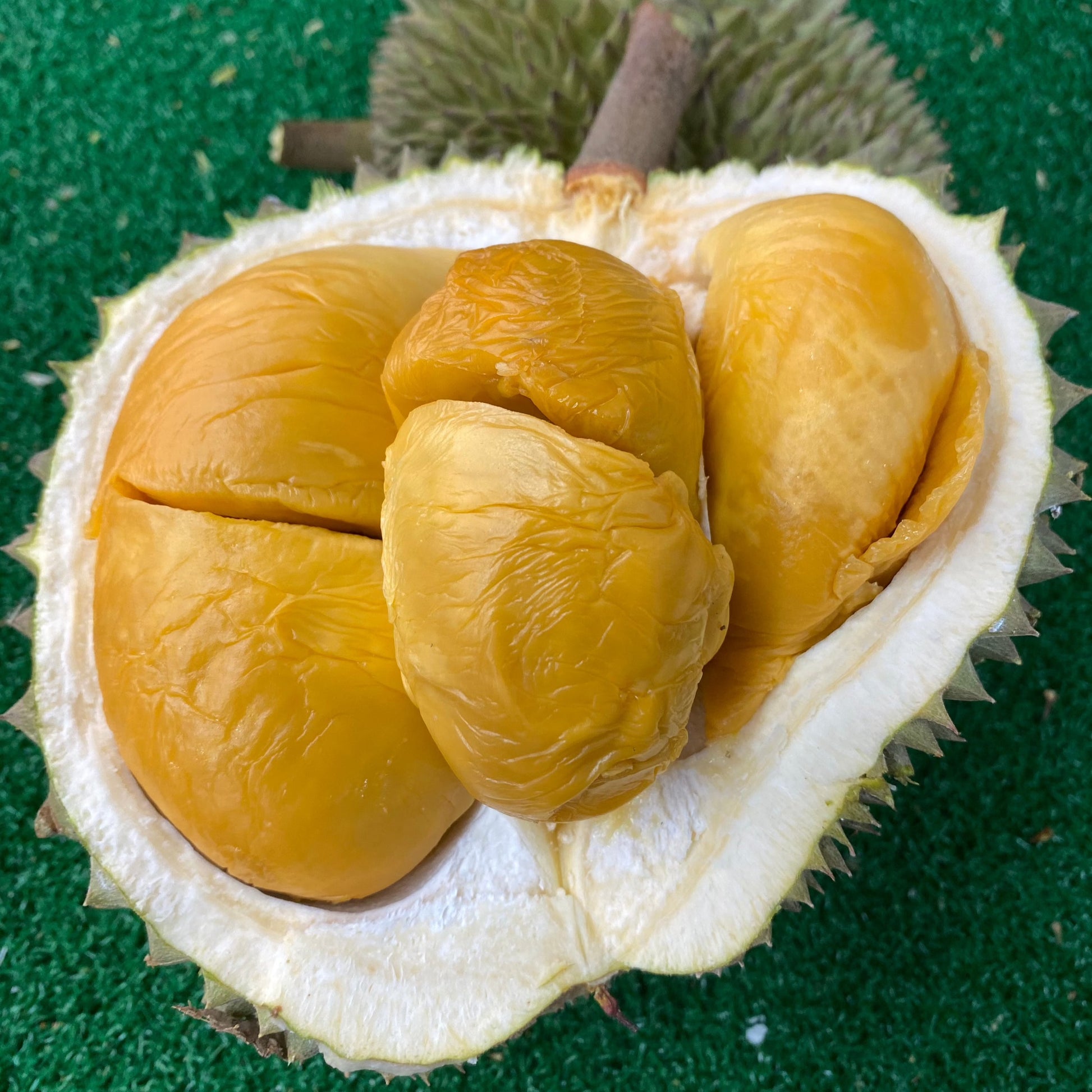 SYR Blackthorn Durian